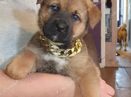 Kc American Akita X Fci Rottweiler Pups in Chessington on Freeads