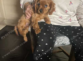 Cavalier King Charles ready to go to their new homes now