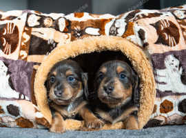 Miniature long haired dachshund
