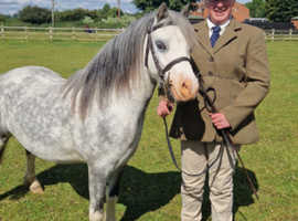 11.2 Welsh Section A Gelding