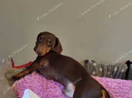 Sausage dogs shop for sale yorkshire