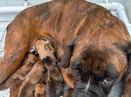5 STAR LICENSE BREEDER 22 Years experience