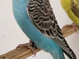 Green blue split Blackwings