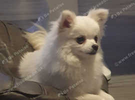 Beautiful white pomeranian girl