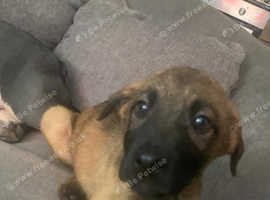 8 Anatolian shepherd x Belgian Malinois puppies