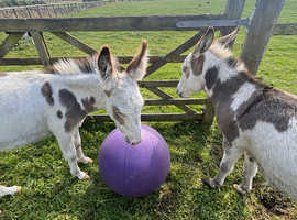 **Pending**. 2x beautiful donkeys