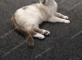 Beautiful ragdoll/Siamese for rehoming
