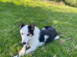 Beautiful Border Collie Girl