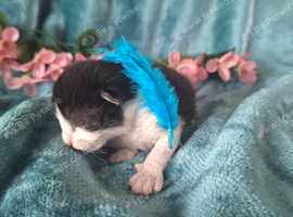 Stunning Siamese cross Ragdoll/snowshoe+ Domestic Shorthair