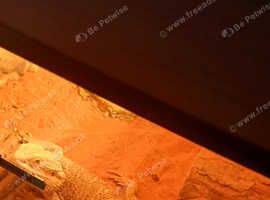 Bearded  dragon