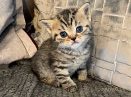 GCCF registered Bsh male kitten