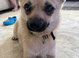 Pomchi