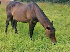18 year old tb gelding
