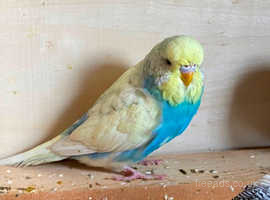 Various Quality 2024 Budgies now ready for sale