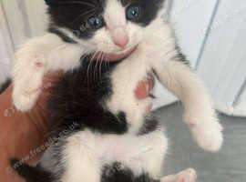 3 boy kittens