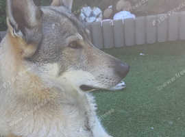 Northern inuit