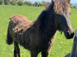 Beautiful Bay Yearling Filly!