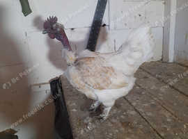 Necked neck bantam hen