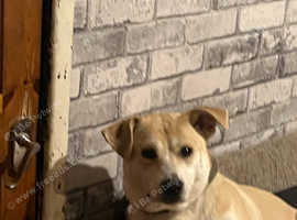 Crossed breed dog needing a new home