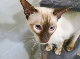 Male siamese