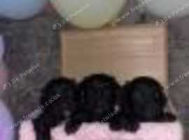 Stunning Lhasapoo Puppies
