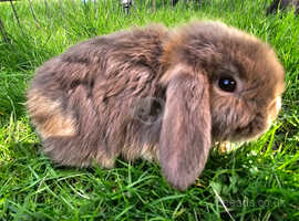 Beautiful 11 weeks old male Mini Lop for sale