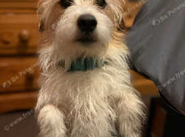 Rare breed, Sporting Lucas Terrier, available for stud.