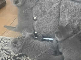 Full grey British shorthair kittens