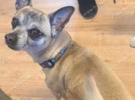 Rehome a dog