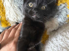 MY CUTE KITTEN