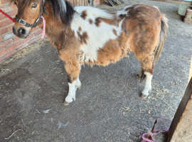 Stunning Bay and White Yearling Shetland Colt