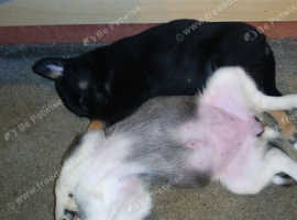 Shepsky puppies
