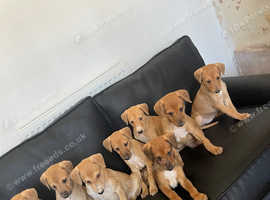 Lurcher X Saluki puppies