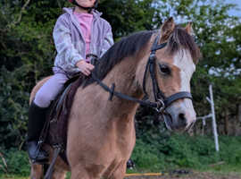 Adorable dun children's pony