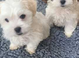 Ready now Morkie puppies fully vaccinated