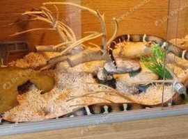 Stunning Honduran Milk Snake X Californian Kingsnake