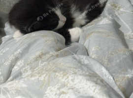 11 wk 3days black and white fluffy Norwegian forest kitten