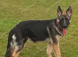 German shepherd bitch
