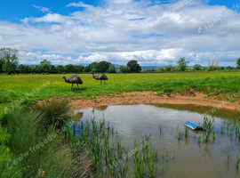 Breeding pair of emus