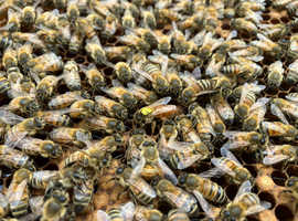 6 Frame National Nuc of Bees May 2024