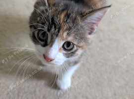 Beautiful kitten for sale