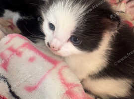 Black and white kittens