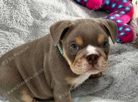 Adorable English Bulldog Puppy