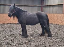 Dales mare
