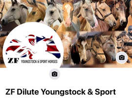 ZF Dilute Youngstock & Sport Horses