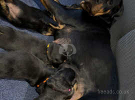 Pedigree rottweiler best sale puppies for sale