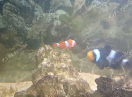 3 clown fish