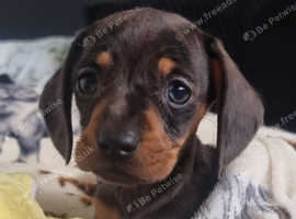 Miniature dachshund for sale hot sale yorkshire