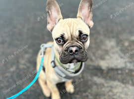 1 year old frenchie