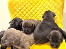 Champion Cane Corso Puppy